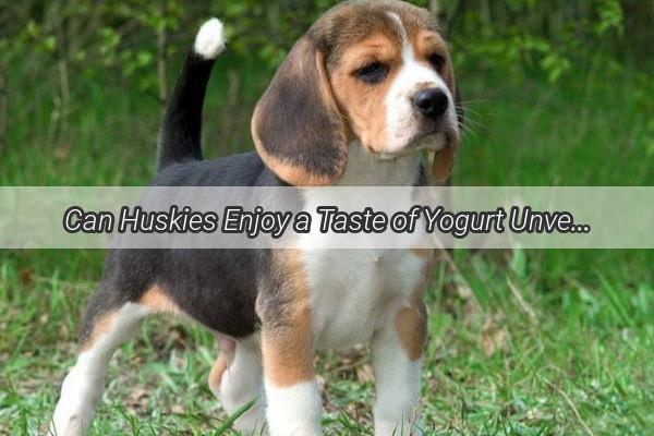 Can Huskies Enjoy a Taste of Yogurt Unveiling the Truth Behind This Canine Delight